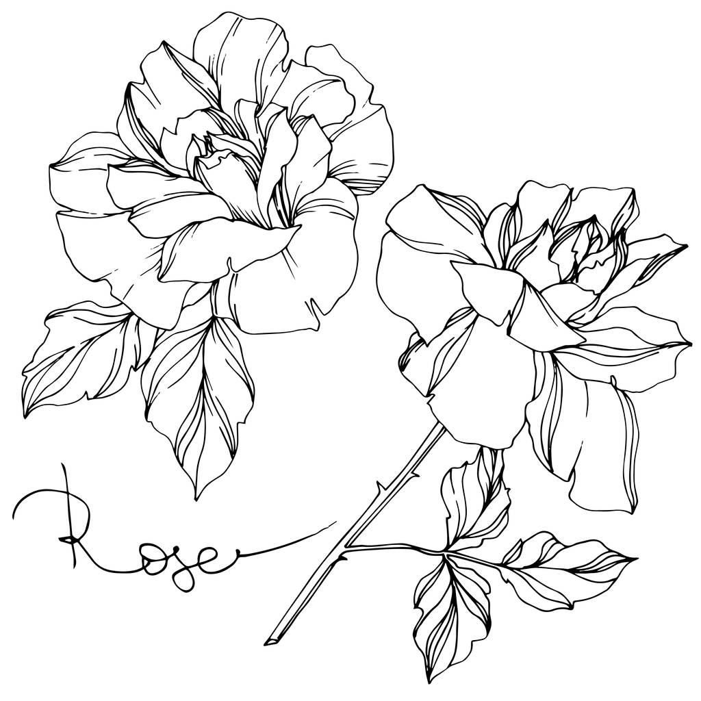 Векторные черно-белые розы с элементами иллюстрации листьев
 - Вектор,изображение