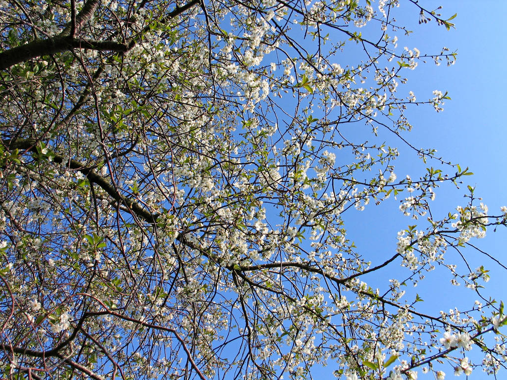 Kvetoucí větve jabloní-květinka jablečná - Fotografie, Obrázek