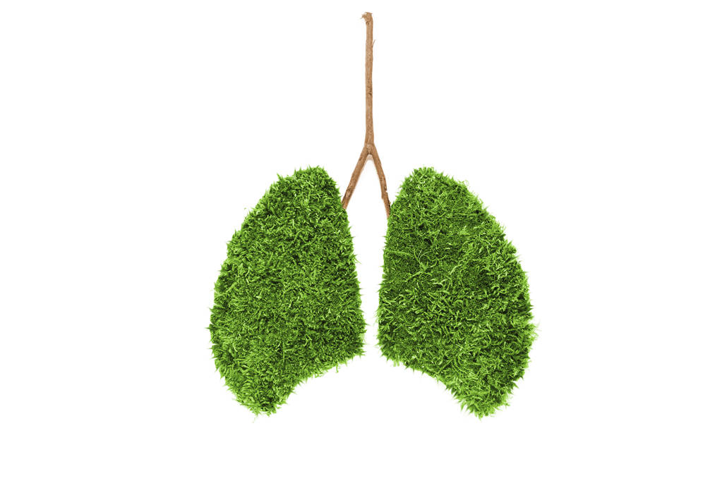 Imagen de pulmones humanos de musgo verde. Aislado sobre blanco
.  - Foto, Imagen