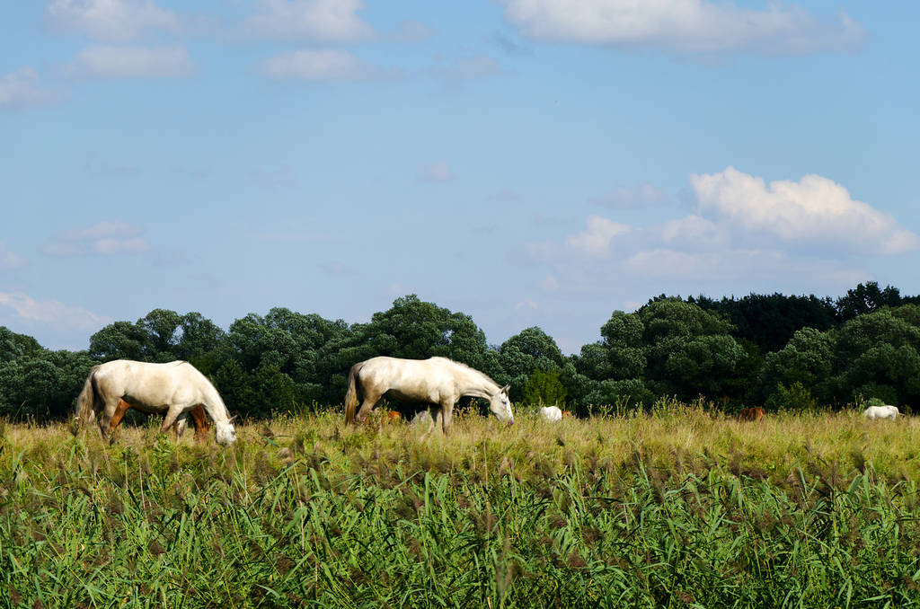 Rural landscape with horses grazing on the autumn meadow - Photo, Image