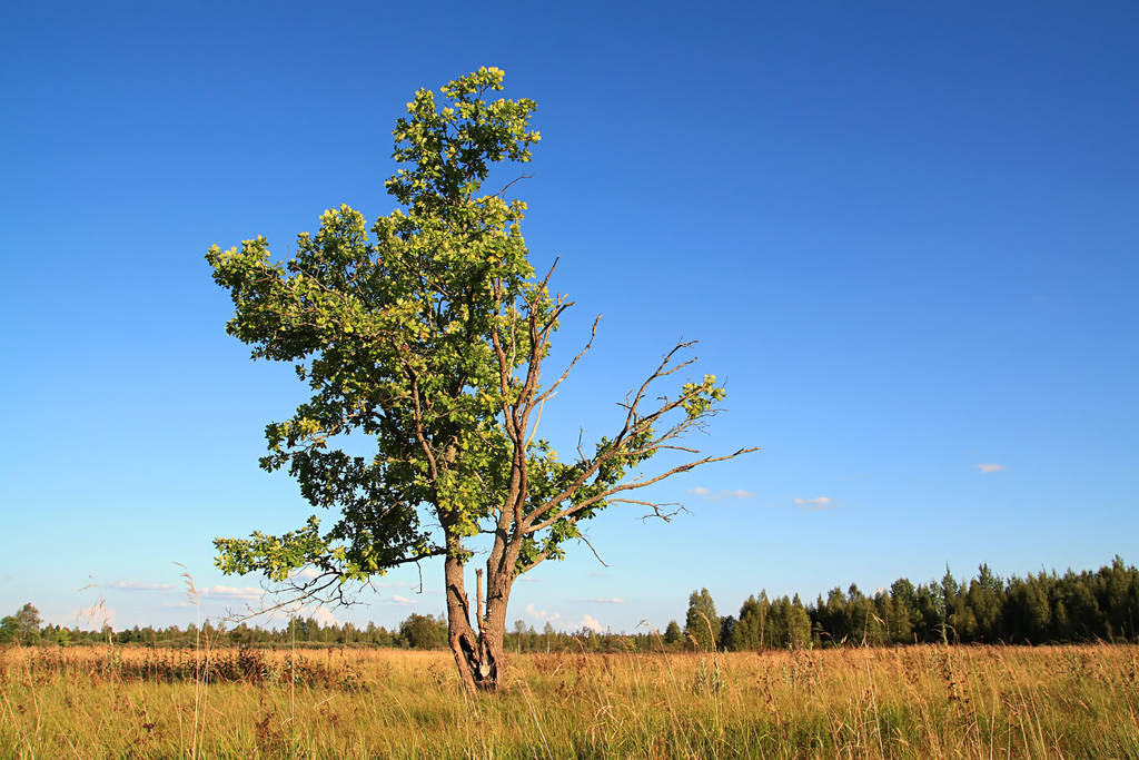 μικρό oak για φθινόπωρο πεδίο - Φωτογραφία, εικόνα