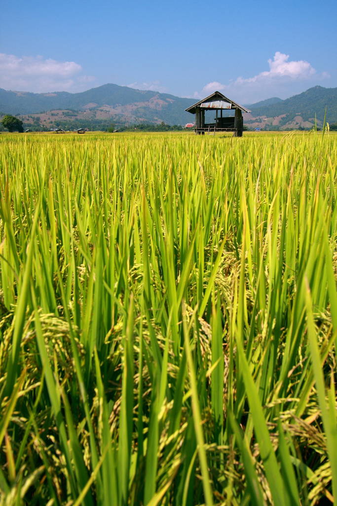 καλύβα και ρύζι πεδίο στη φύση με το γαλάζιο του ουρανού - Φωτογραφία, εικόνα