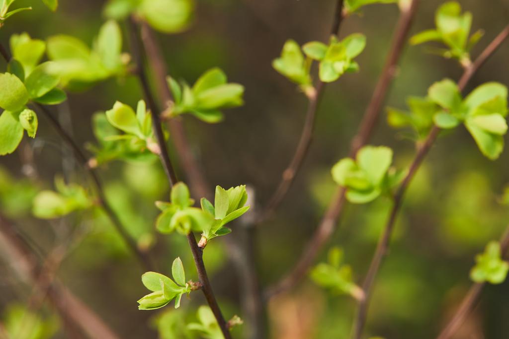 gros plan des feuilles vertes en fleurs au soleil sur les branches des arbres au printemps
 - Photo, image