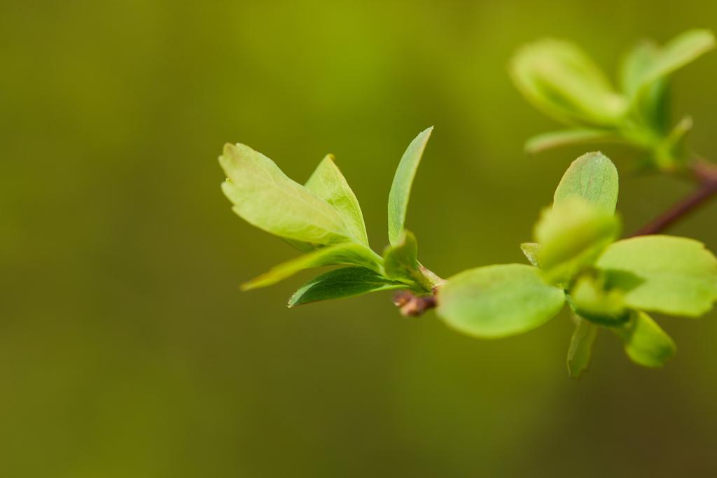 na jaře blízko zelených čerstvých kvetoucích listů na větvi stromu - Fotografie, Obrázek
