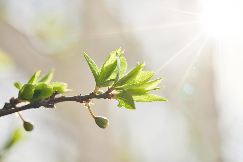 Close-up van boomtak met groene bladeren en stralende zon - Foto, afbeelding