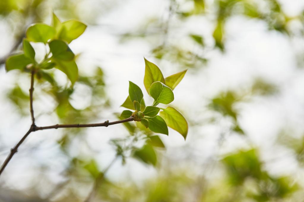Nahaufnahme von Ästen mit grünen Blättern auf verschwommenem Hintergrund - Foto, Bild