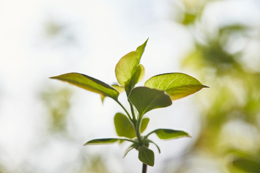 tree branch with green leaves on blurred background - Photo, Image