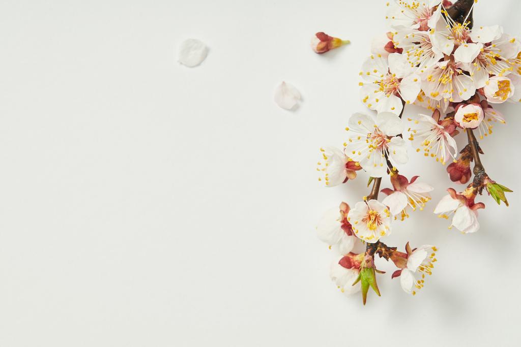 top view of tree branch with blooming spring flowers and white petals on white background - Photo, Image