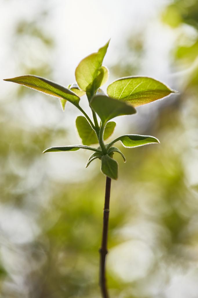 Nahaufnahme eines Astes mit grünen Blättern und strahlender Sonne im Hintergrund - Foto, Bild