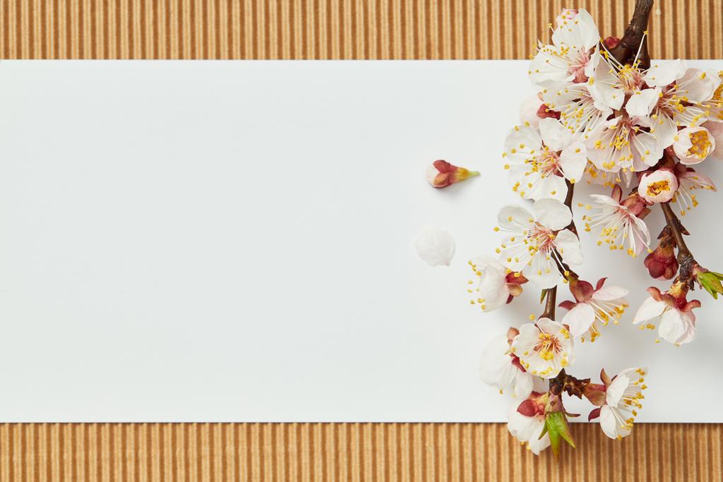 Top uitzicht van boom tak met bloeiende lente bloemen op witte Blanco kaart - Foto, afbeelding