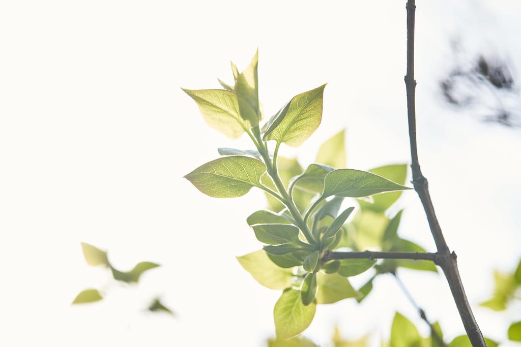 Ветка дерева с зелеными листьями в весеннем солнечном свете
 - Фото, изображение