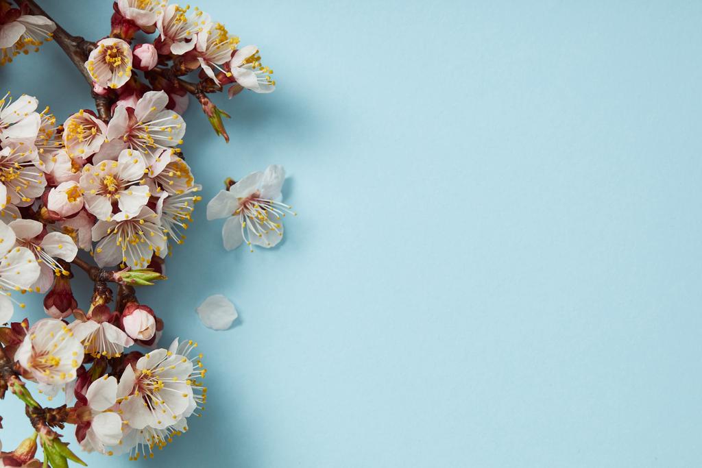 felülnézet faág virágzó tavaszi virágok a kék háttér - Fotó, kép