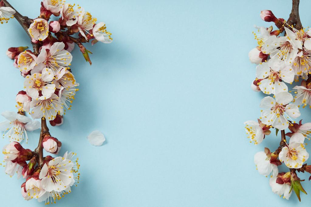 mavi arka plan üzerinde çiçek açan bahar çiçekleri ile ağaç dalları üst görünümü - Fotoğraf, Görsel
