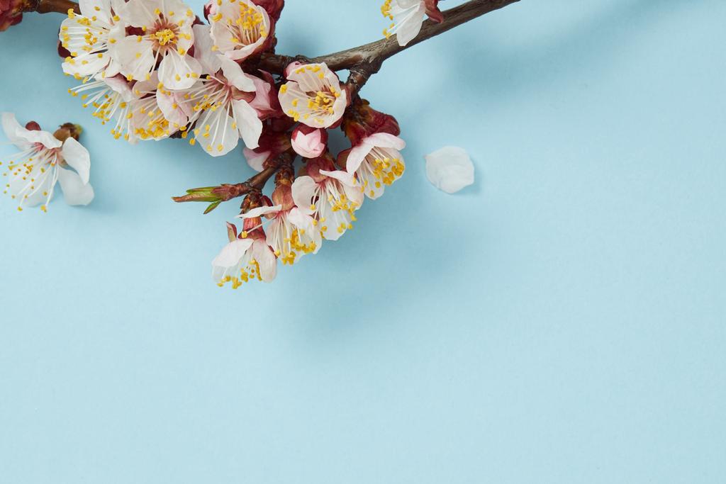 Close-up van boomtak met bloeiende bloemen op blauwe achtergrond - Foto, afbeelding
