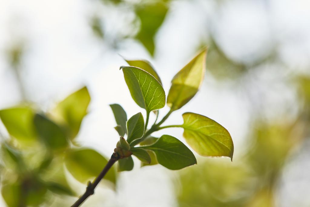 Nahaufnahme eines Astes mit grünen Blättern bei Tageslicht - Foto, Bild