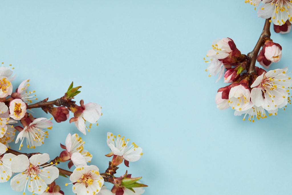 blízko stromových větví s kvetoucí jarní květy na modrém pozadí - Fotografie, Obrázek