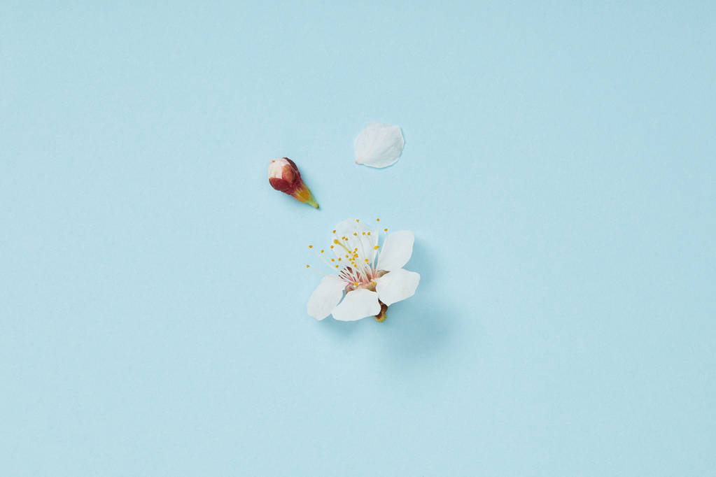 top view of blossoming white flower with petals on blue background - Photo, Image