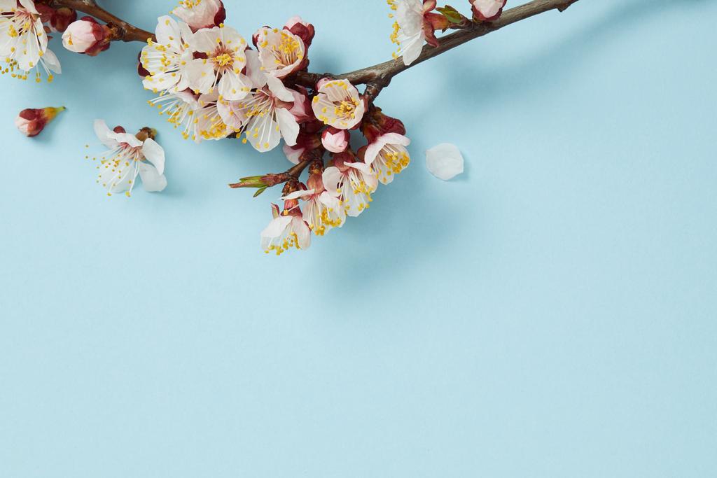 Nahaufnahme eines Astes mit blühenden weißen Blüten auf hellblauem Hintergrund - Foto, Bild