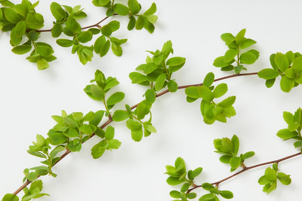 Ansicht von oben der Äste mit blühenden grünen Blättern auf weißem Hintergrund - Foto, Bild