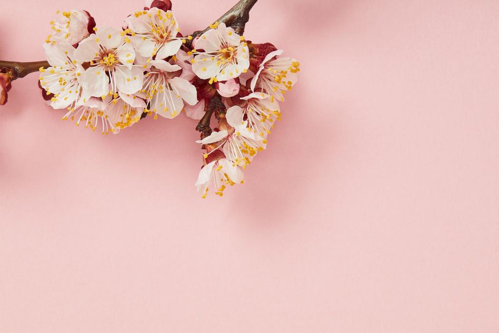 ピンクの背景に咲く花を持つ木の枝のトップビュー ロイヤリティフリー写真 画像素材