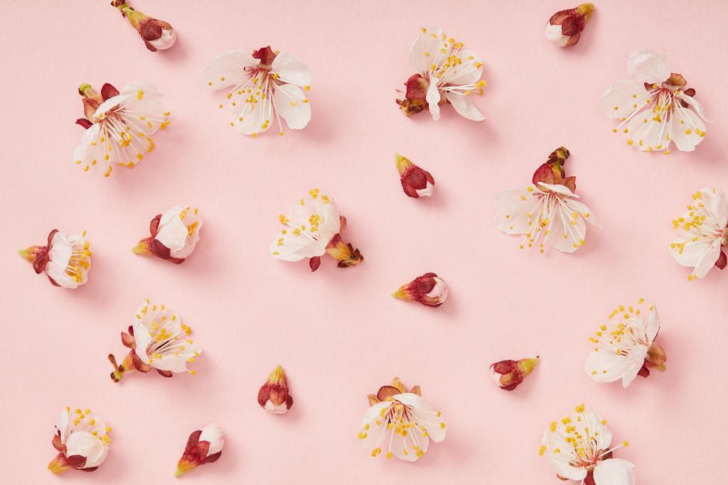 vista superior de flores de primavera florecientes blancas sobre fondo rosa
 - Foto, imagen