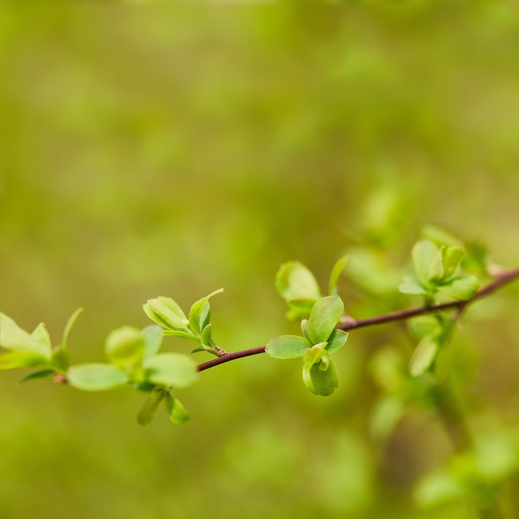 close up of green leaves on tree branch in springtime - Photo, Image