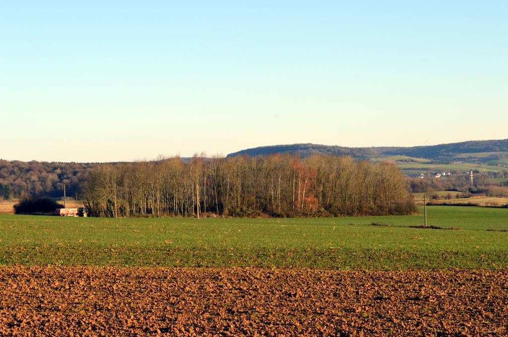 Plowed field and young thumb with a grove of trees in the background - Photo, Image