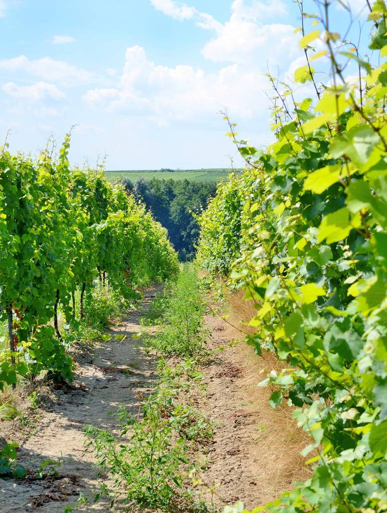 De wijngaard van het Sobes in Zuid-Moravië in de buurt van Znojmo stad in Tsjechië. Een van de oudste en best geplaatste wijngaard in Europa. Wijngaard in dag met blauwe lucht. - Foto, afbeelding
