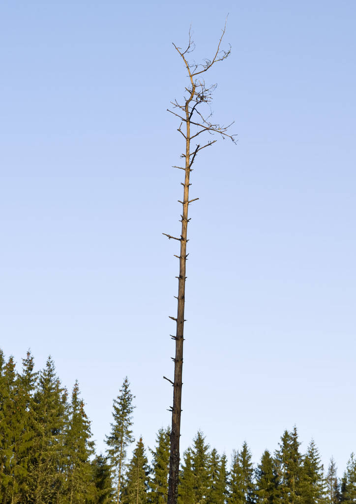 Un solo árbol muerto contra una línea de árboles y un cielo azul
 - Foto, imagen