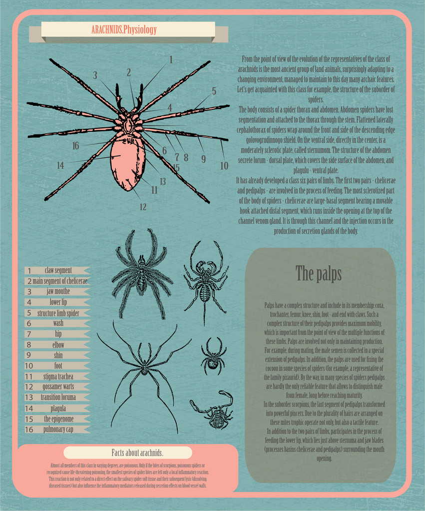 Archnids physiology infographic vector illustration   - Vector, Image