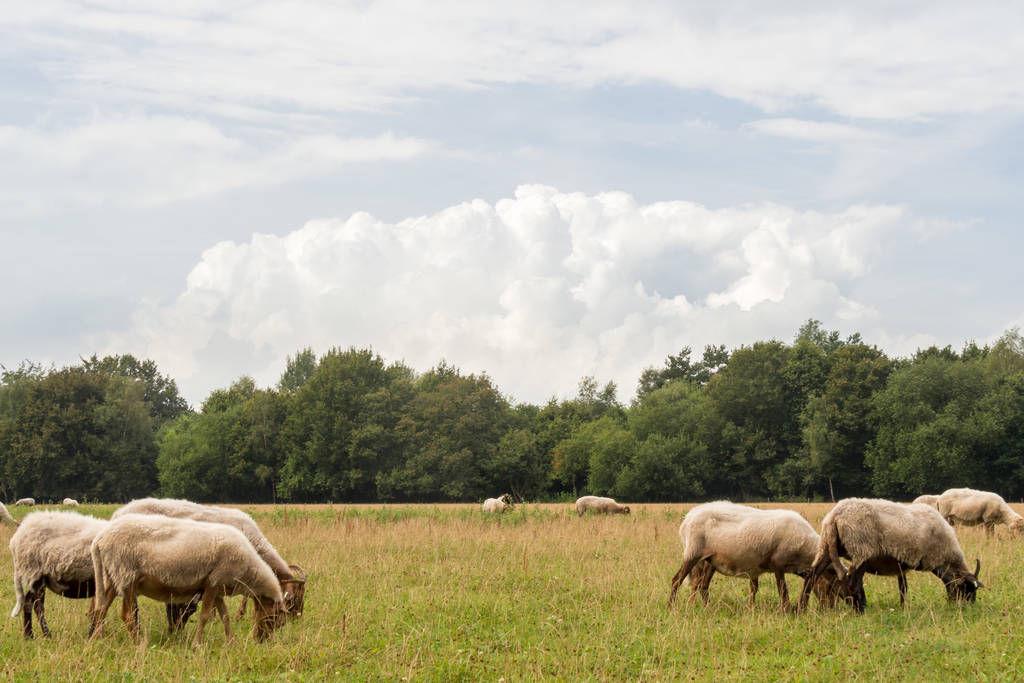 Група овець з рогами, що стоять на лузі з великою хмарою над головою
 - Фото, зображення