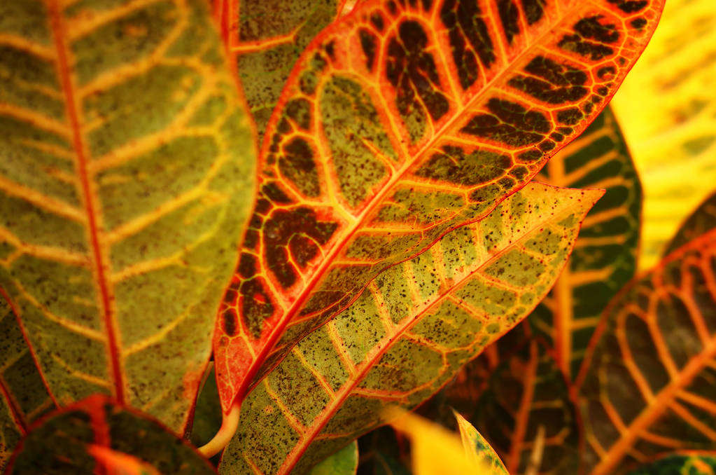 trópusi levél szerkezet, lombozat természet zöld, narancs és sárga háttér - Fotó, kép