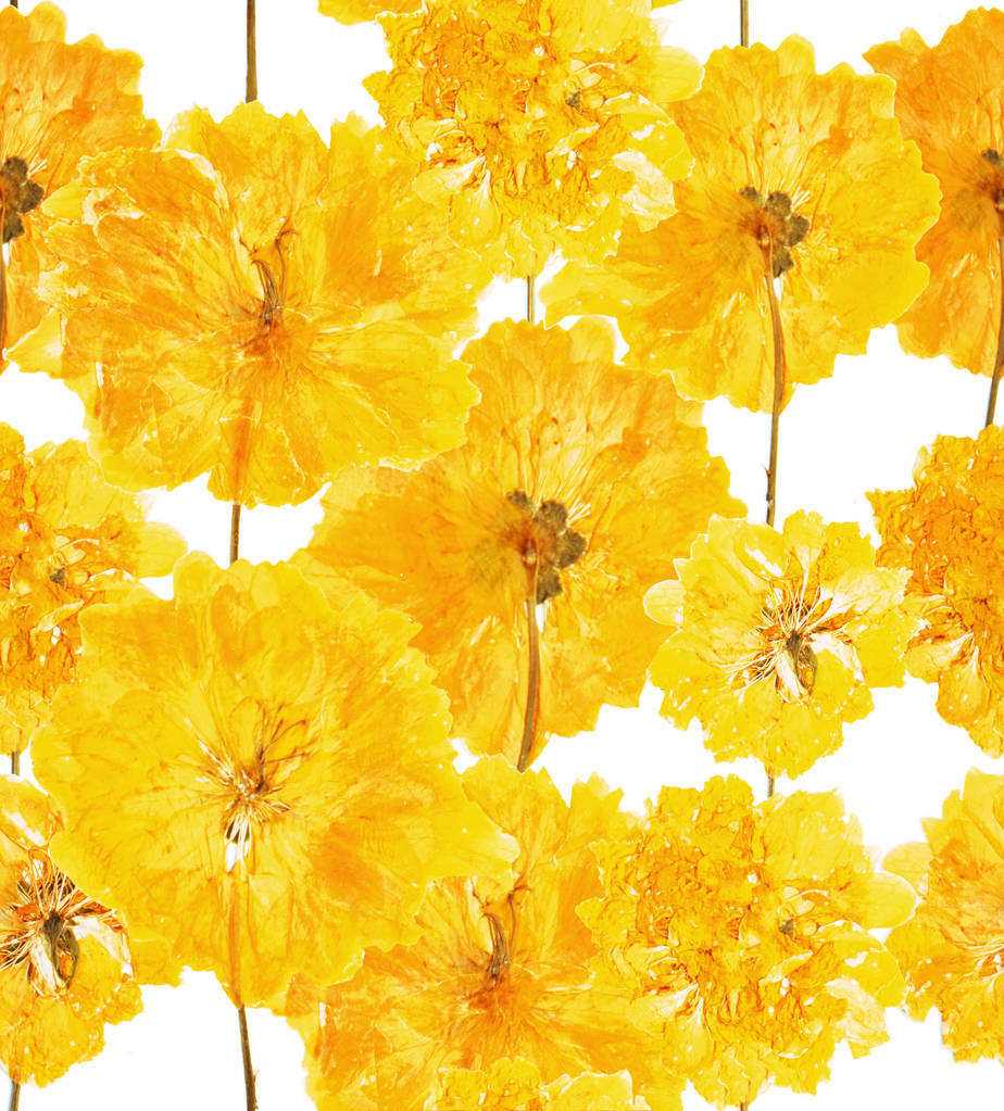 Натиснуті і висушені літні жовті квіти на білому візерунку
 - Фото, зображення