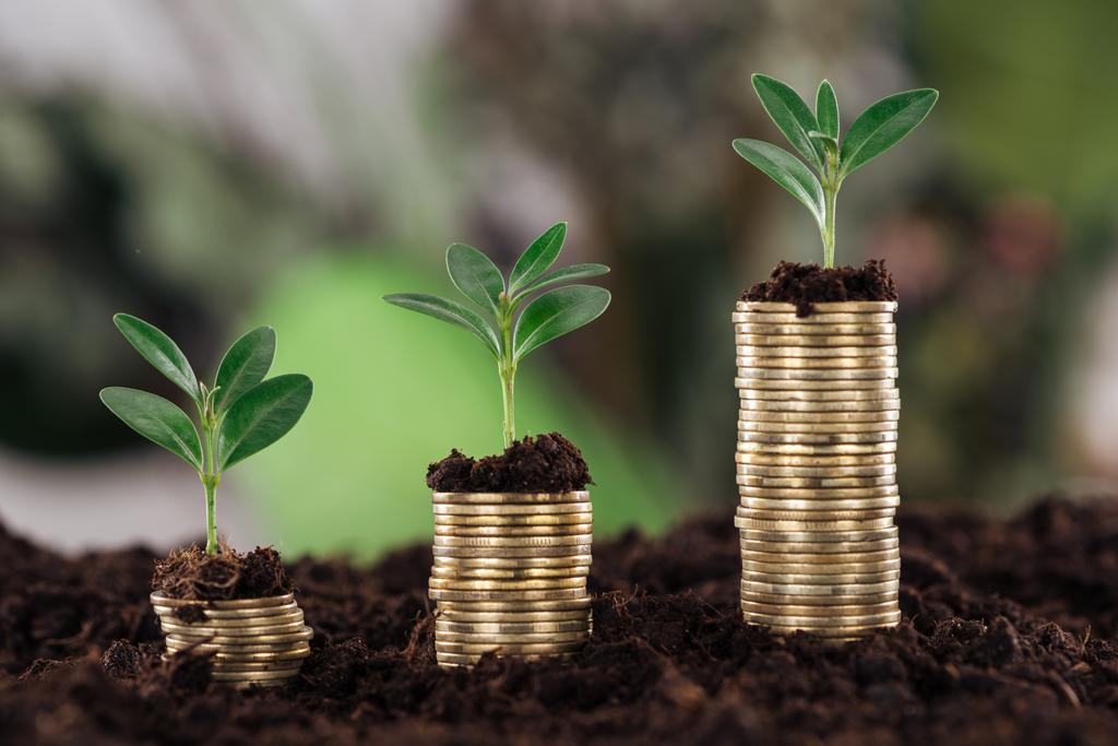 selektiver Fokus arrangierter Goldmünzen mit grünen Blättern und Erde, Finanzwachstumskonzept - Foto, Bild