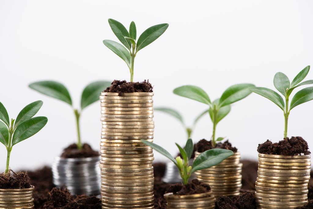monedas de oro con hojas verdes y suelo aislado en blanco, concepto de crecimiento financiero
 - Foto, imagen