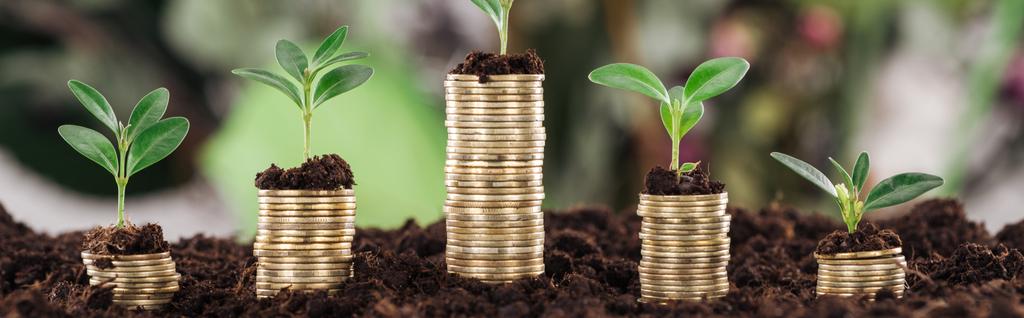 panoramic shot of coins with green leaves and soil, financial growth concept - Photo, Image
