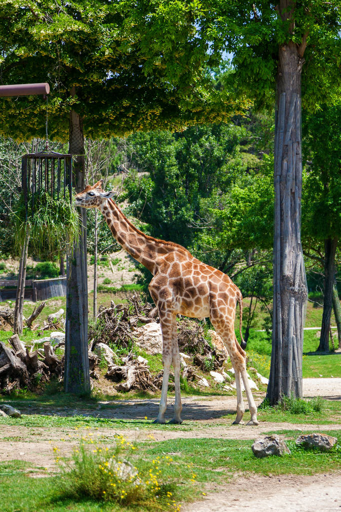 zürafa için beslenme süresi - Fotoğraf, Görsel