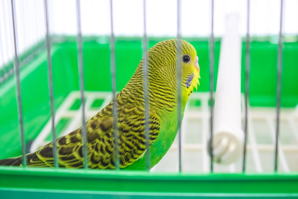 belo papagaio feliz em uma gaiola no fundo - Foto, Imagem