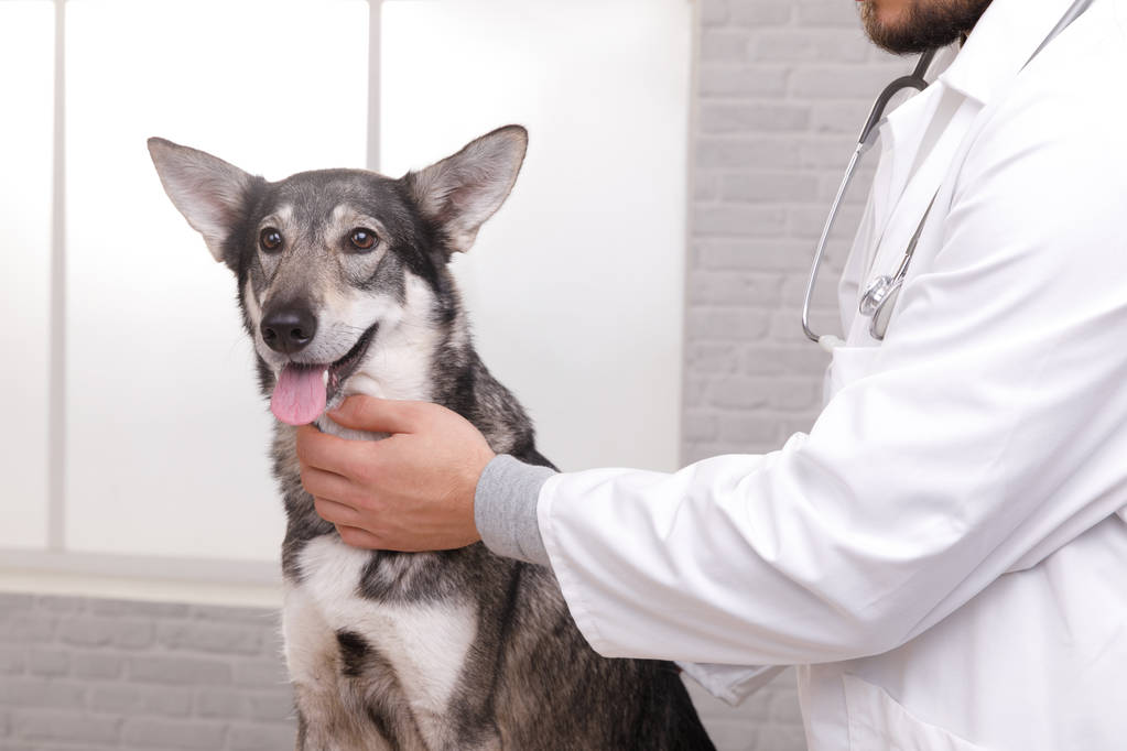 Zbliżenie strzał weterynarza kontroli psa przez stetoskop w klinice weterynarza - Zdjęcie, obraz