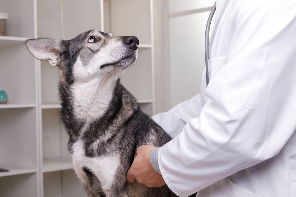 Профессиональный врач-ветеринар осматривает собаку в клинике
. - Фото, изображение