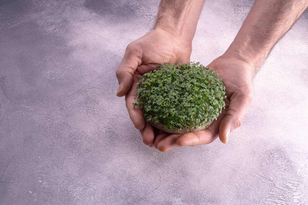 Fresh microgreen sprouts in male hand on bright textured background. Ecology, biology, microgreens. - Photo, Image