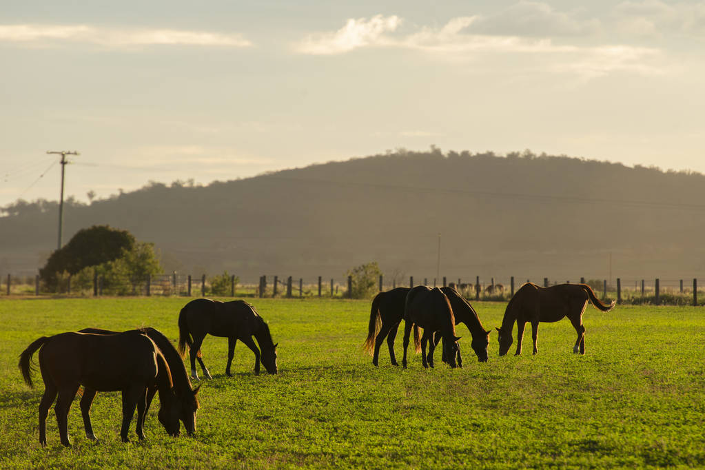 Cavalo em um campo
 - Foto, Imagem