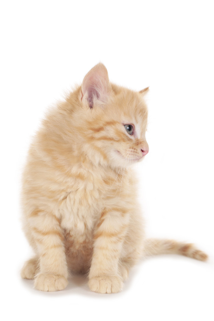 Pieni punainen tabby kissanpentu etsii sivuttain
 - Valokuva, kuva