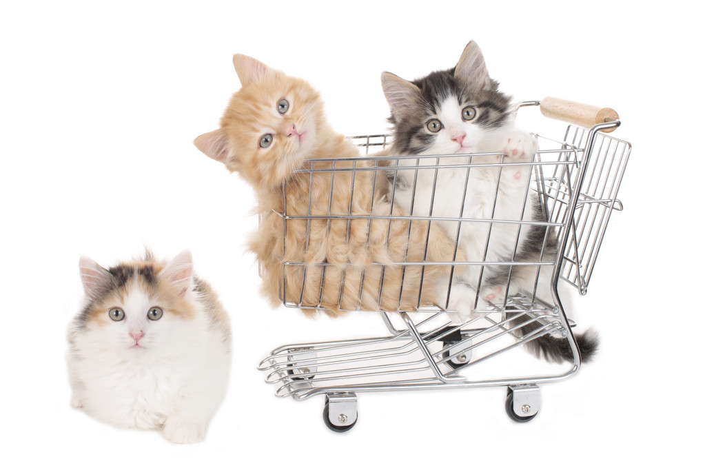 kotě sedící v nákupním vozíku - Fotografie, Obrázek