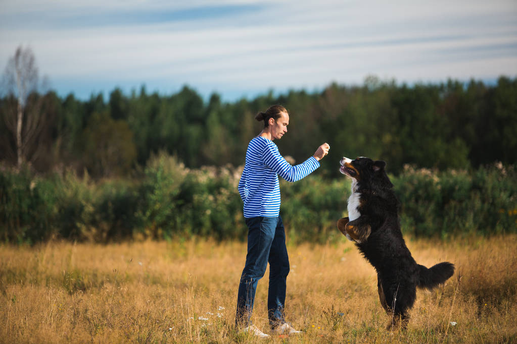 jeune homme marchant avec le chien de montagne bernois sur le champ d'été
 - Photo, image