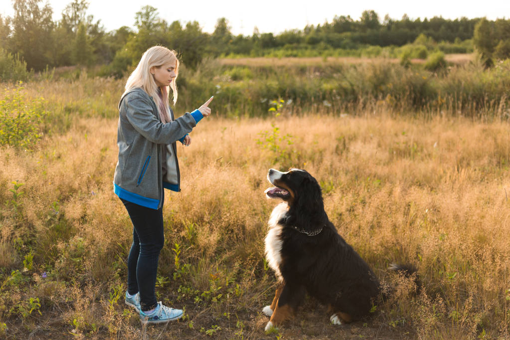junge Frau spaziert mit Berner Sennenhund auf der Sommerwiese - Foto, Bild