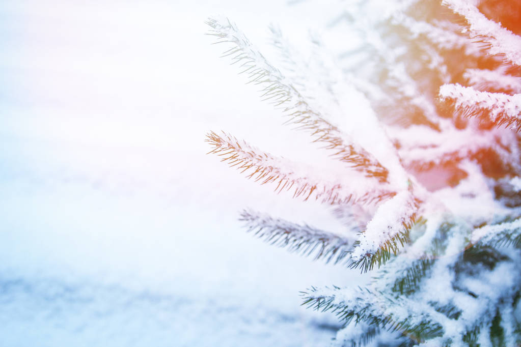 зимове дерево на фоні парку
 - Фото, зображення