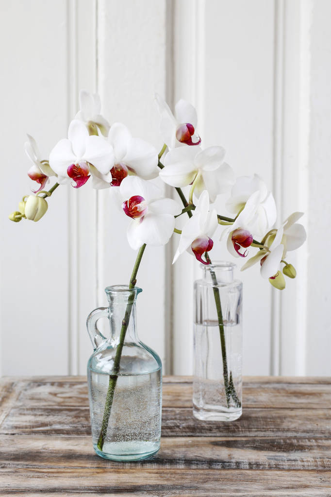 białe kwiaty orchidei. - Zdjęcie, obraz