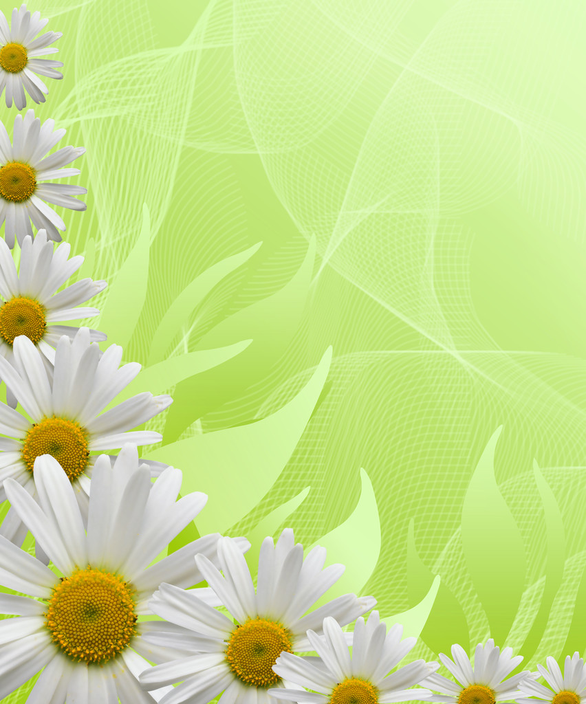 Daisy fondo de flores
 - Foto, Imagen