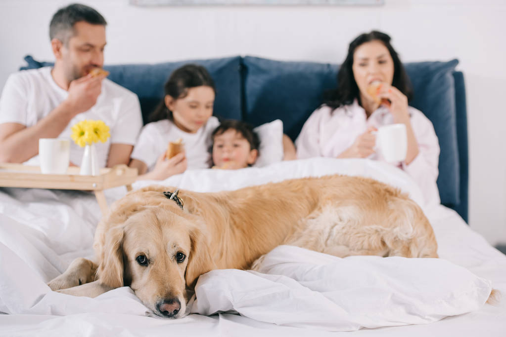 Selektiver Fokus des Golden Retrievers in der Nähe der Familie beim Frühstück im Bett  - Foto, Bild